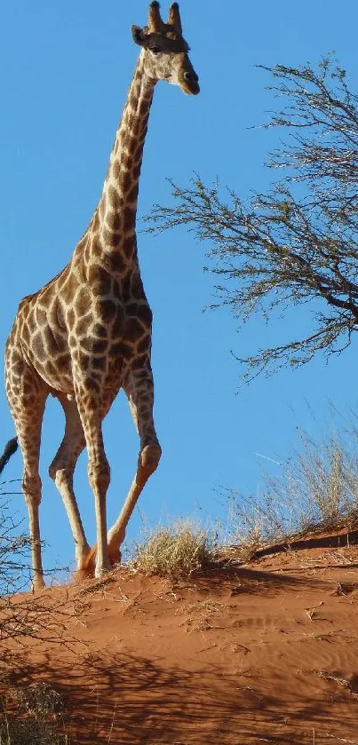 Giraffe elegantly strides through a sunlit desert landscape.