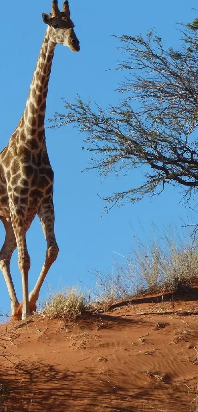 Giraffe standing on a hill with a blue sky backdrop.