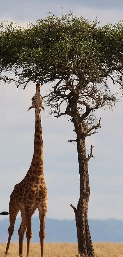 Giraffe reaching for leaves in tall tree on savannah, perfect phone wallpaper.