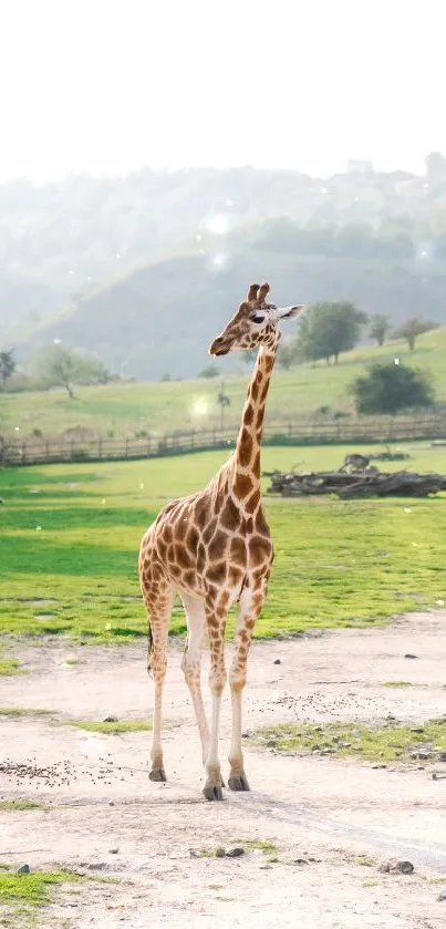 Giraffe standing in a lush green landscape with hills.