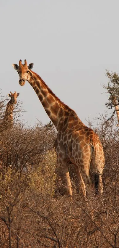 Giraffe standing among dry savanna brush under a clear sky.