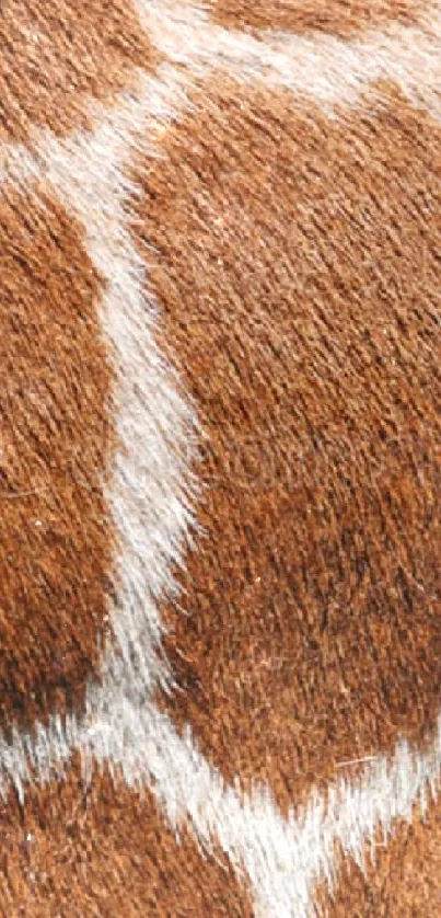 Close-up of giraffe skin pattern with brown and white hues.