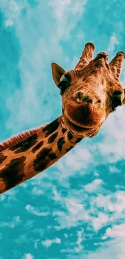 Giraffe against a vibrant turquoise sky.