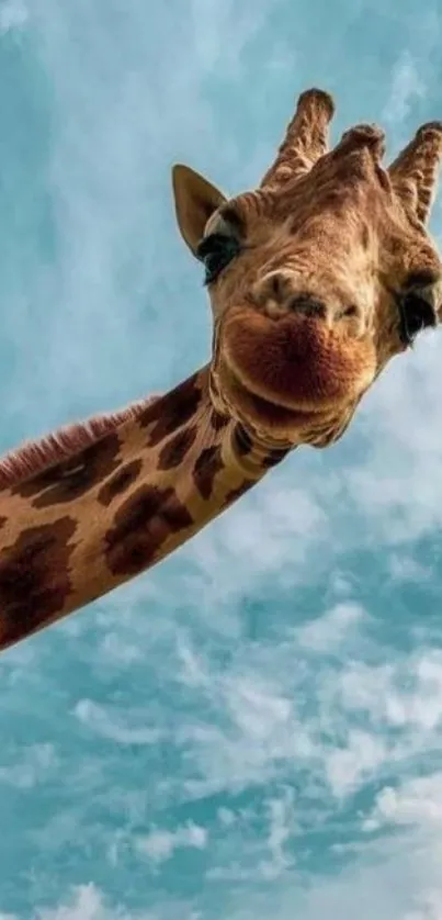 Giraffe looking down with sky background.