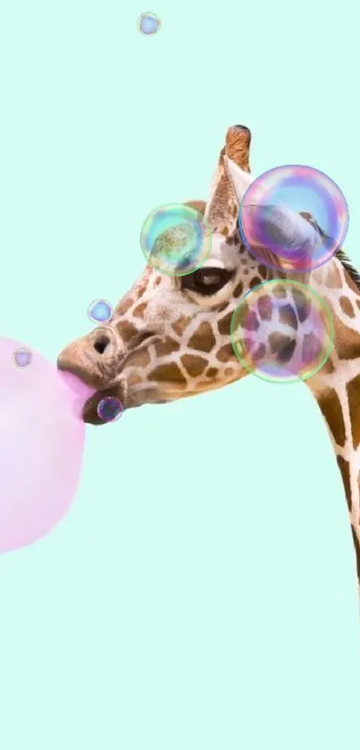 Giraffe blowing pink bubblegum on mint green background.