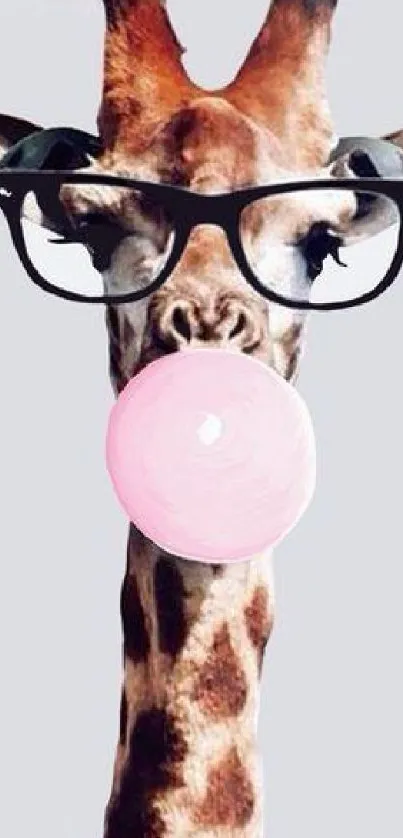 Giraffe wearing glasses blows a bubblegum on light gray background.