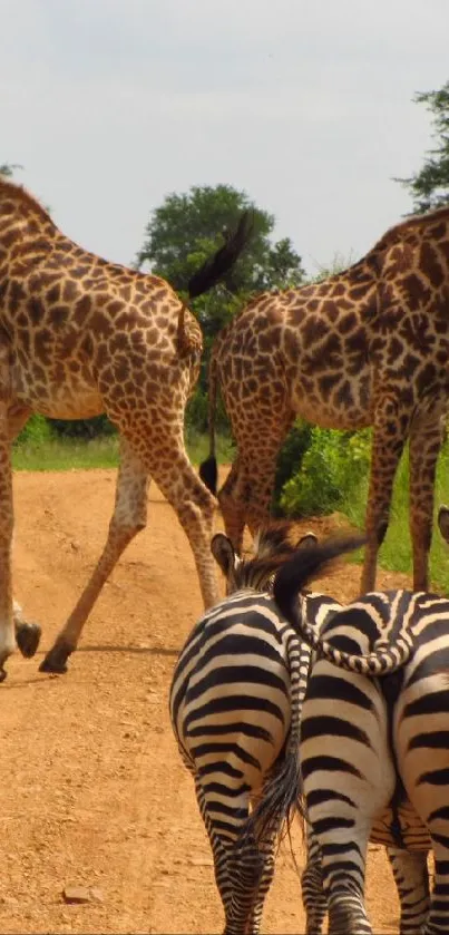 Giraffes and zebras on a safari trail, set against a lush green background.