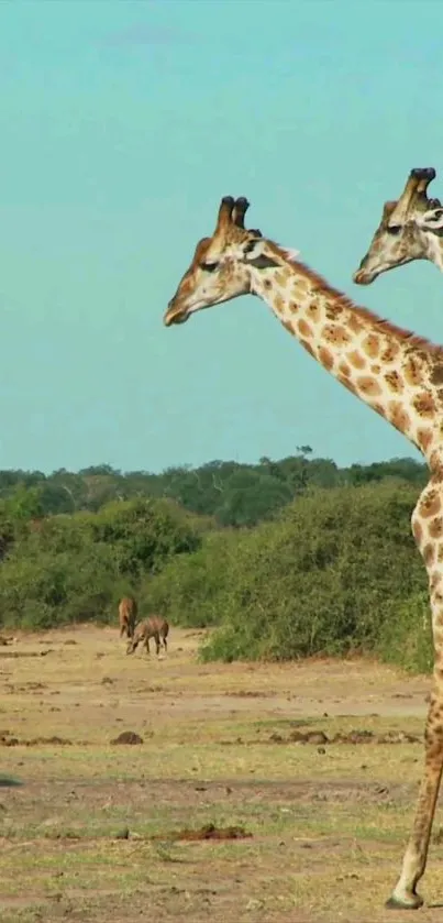 Majestic giraffes in African savanna landscape.