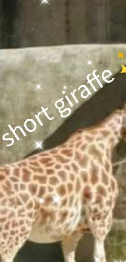 Giraffidae Giraffe Sleeve Live Wallpaper