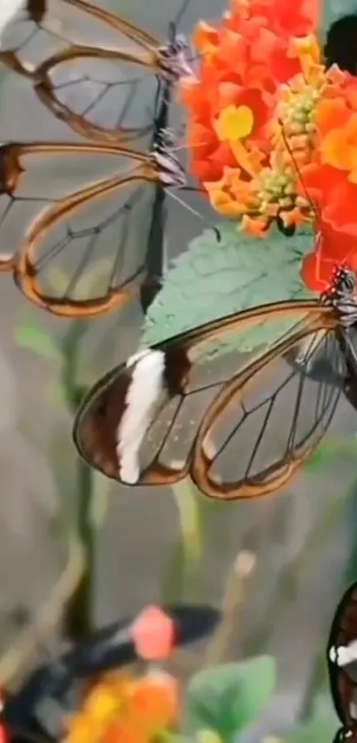 Glasswing butterflies on orange flowers.