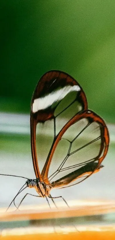 Glasswing butterfly with transparent wings on a green background.