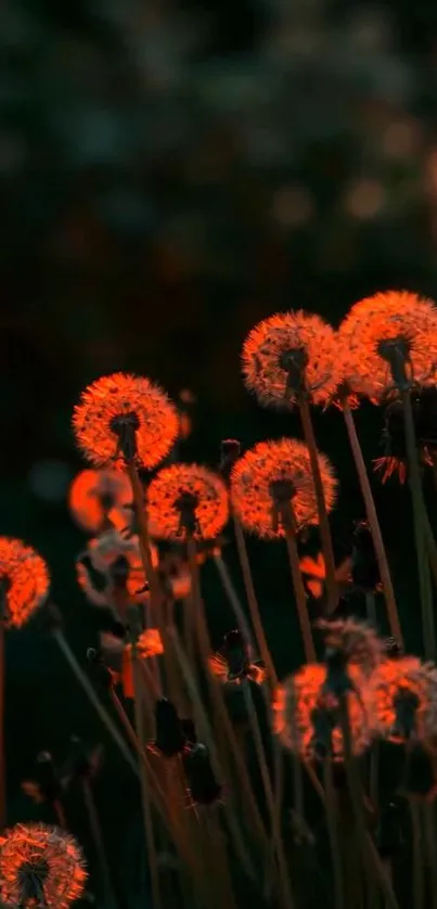 Dandelions glow warmly in twilight.