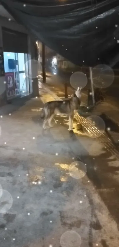 Glistening street at night with a dog.