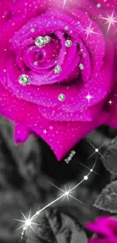 Glittering pink rose with sparkling dew on a black background.