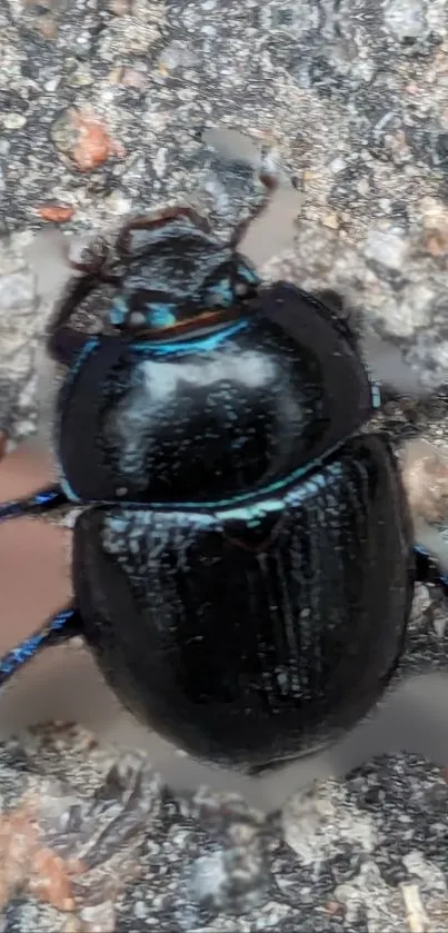 Close-up of a glossy black beetle on a stone surface.