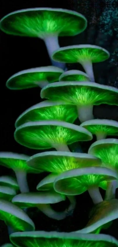 Vibrant green glowing mushrooms in dark forest.