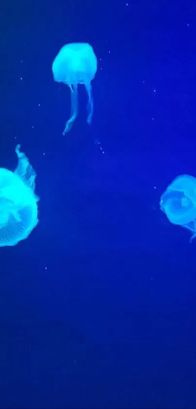 Glowing jellyfish swim gracefully in a deep blue aquatic setting.