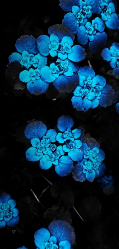 Glowing blue flowers on dark background wallpaper.