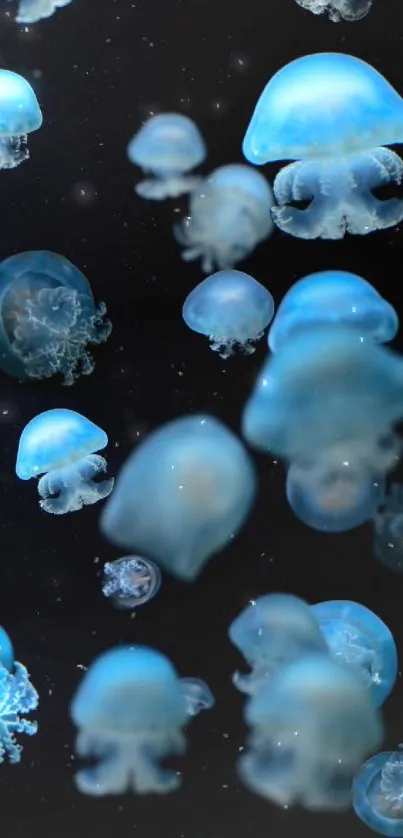 Glowing blue jellyfish swim gracefully in dark water, creating a serene ambiance.