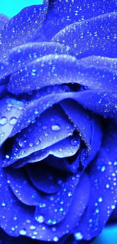 Vibrant blue rose with dewdrops, perfect for mobile wallpaper.