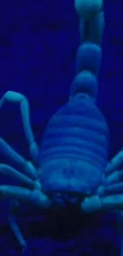 Glowing blue scorpion on a dark background, highlighting its vibrant design.
