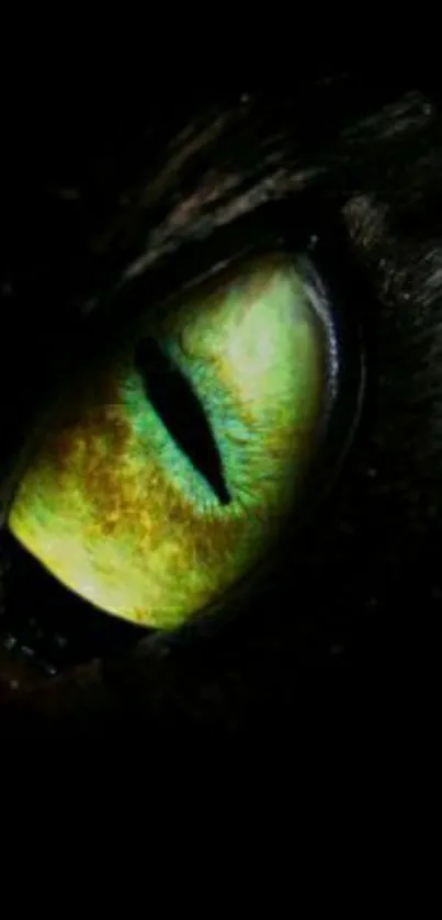 Glowing green cat eye on dark background wallpaper.