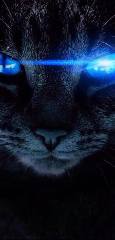 Mysterious cat with glowing blue eyes.