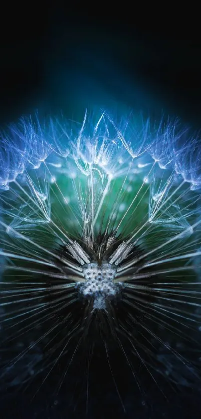 A close-up of a glowing blue dandelion in the dark, creating a mystical effect.