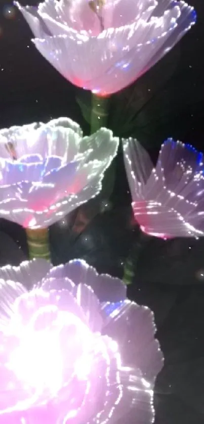 Glowing flowers illuminated in pink and white on a dark background.