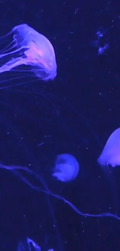 Glowing jellyfish in deep blue waters creating a serene mobile wallpaper.