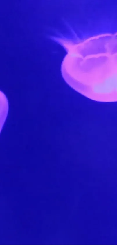 Glowing jellyfish against a deep blue background, creating an ambient ocean scene.