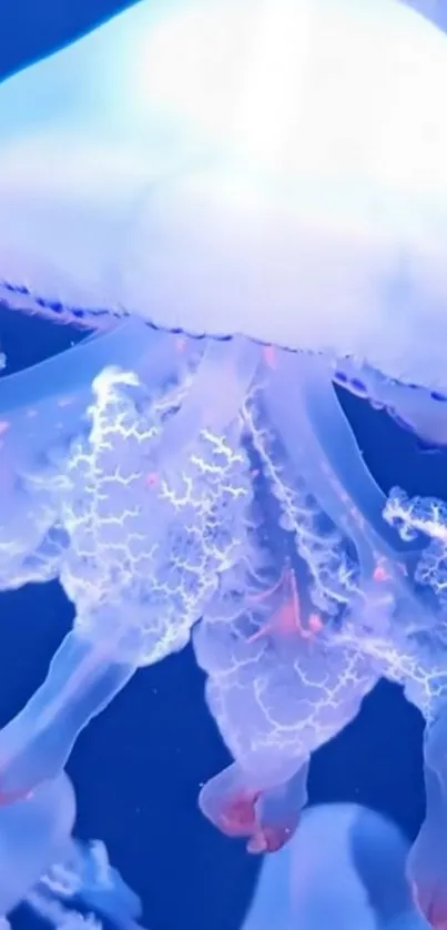 Glowing jellyfish swims gracefully in tranquil blue ocean.