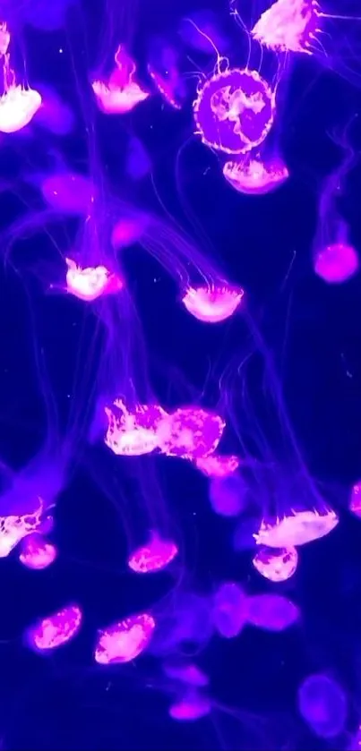 Purple glowing jellyfish wallpaper with vibrant sea creatures.