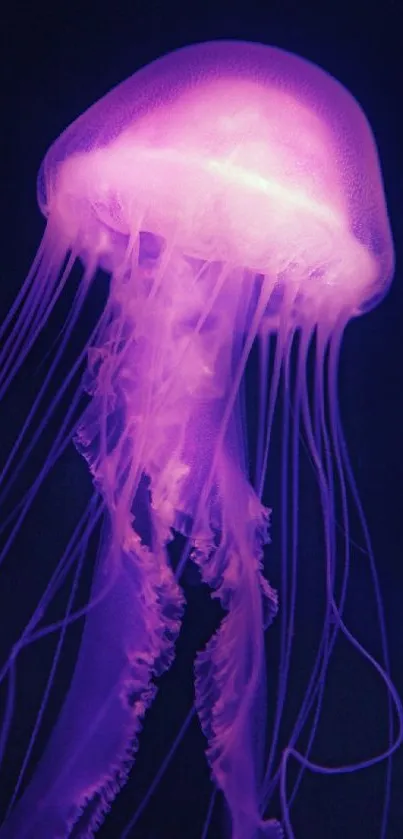 Purple glowing jellyfish on dark ocean background.