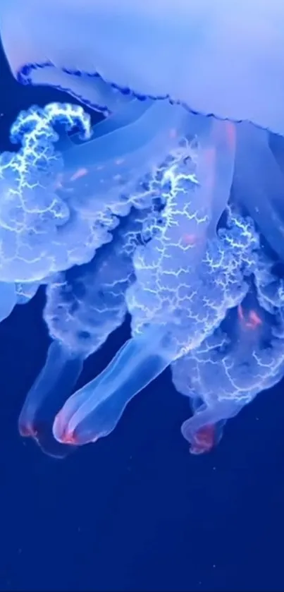 Glowing blue jellyfish with intricate tentacles, set in a deep ocean background.