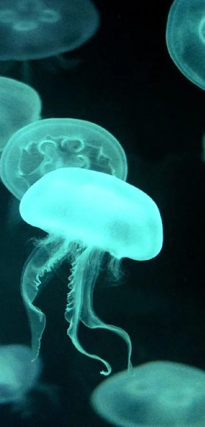 Glowing teal jellyfish amidst dark ocean background wallpaper.