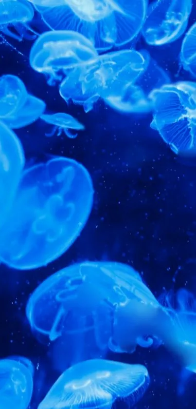 Blue jellyfish glowing underwater in a vibrant ocean-themed phone wallpaper.