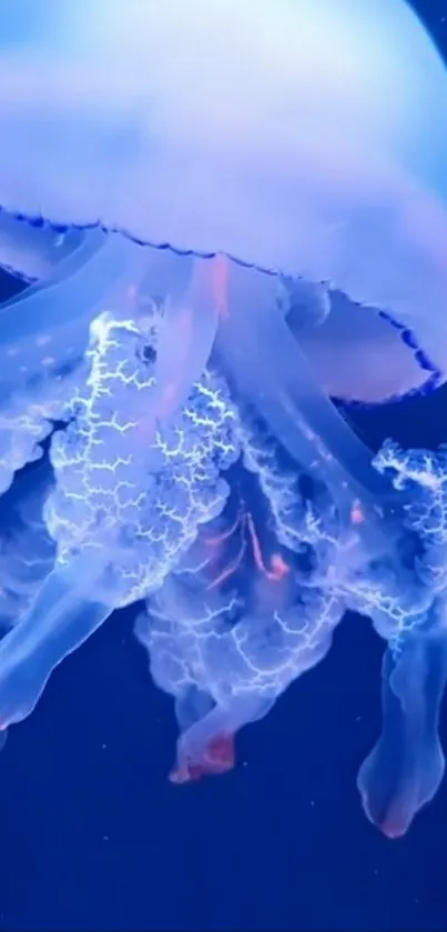 Bioluminescent blue jellyfish in ocean wallpaper.