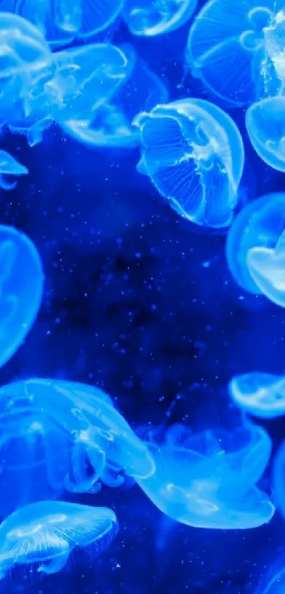 Glowing blue jellyfish in an underwater scene.