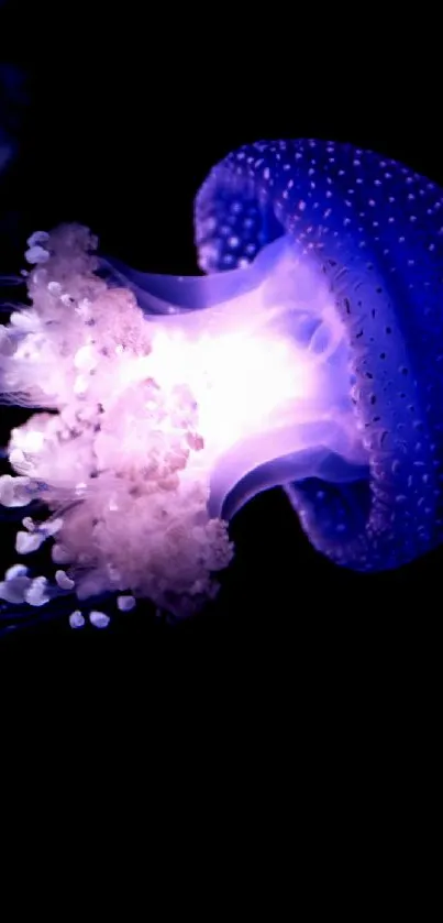 Glowing jellyfish floats gracefully in deep ocean wallpaper.