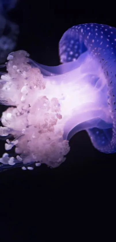 Bioluminescent jellyfish glows in the dark ocean depths.