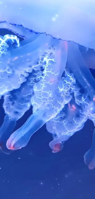 Glowing jellyfish with blue tentacles in deep ocean wallpaper.