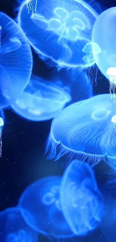 Blue luminescent jellyfish floating underwater.