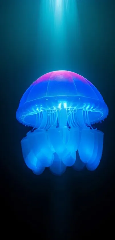 Glowing jellyfish in vibrant blue tones.