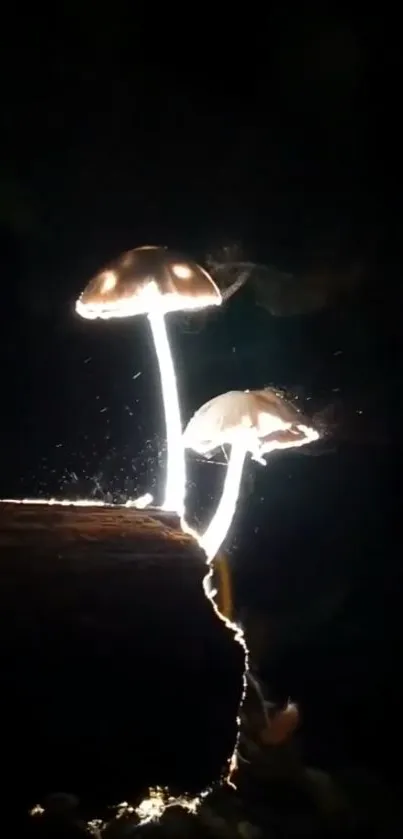 Glowing mushrooms illuminate a dark forest scene.