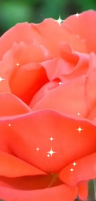 Bright orange rose with sparkles against green background.