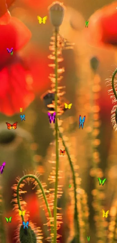 Close-up of poppy flowers glowing in the warm sunlight of a vibrant field.