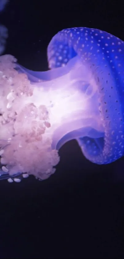 A glowing purple jellyfish underwater, showcasing marine beauty.