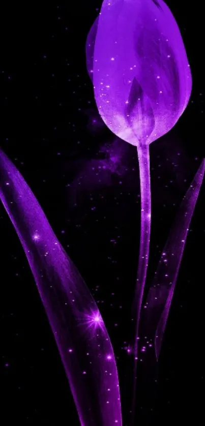 Glowing purple tulip on starry black background wallpaper.