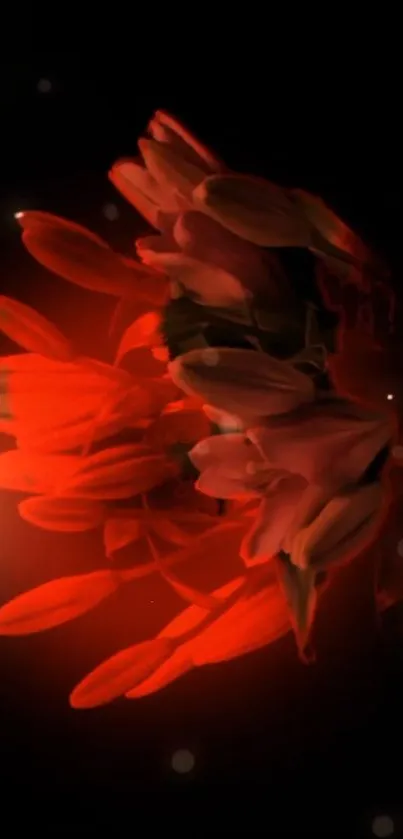 Stunning red floral glow on a dark background, perfect for mobile wallpaper.